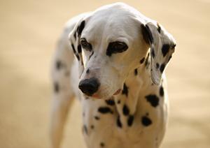 信頼の置ける子犬の販売会社です