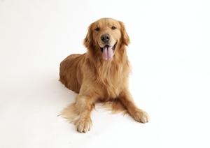 愛犬向けの木製おもちゃを販売するところ