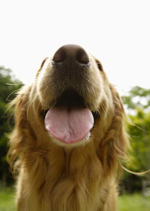 老犬ホームは老犬との暮らしの味方