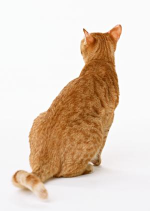 猫の健康を守る！獣医師推奨の療法食ガイドとオンライン購入法
