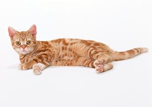 これからビションフリーゼを飼う人へ