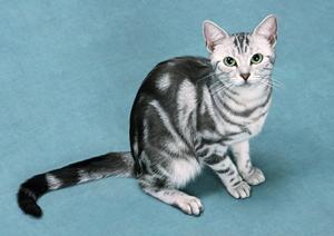 子供から大人まで楽しめる動物カフェとは