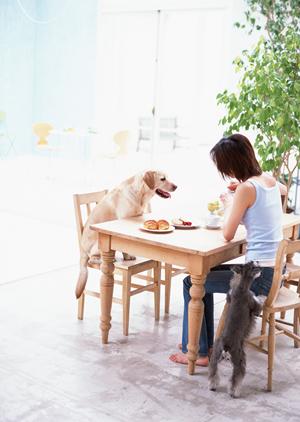 救急動物病院とペットロスについて